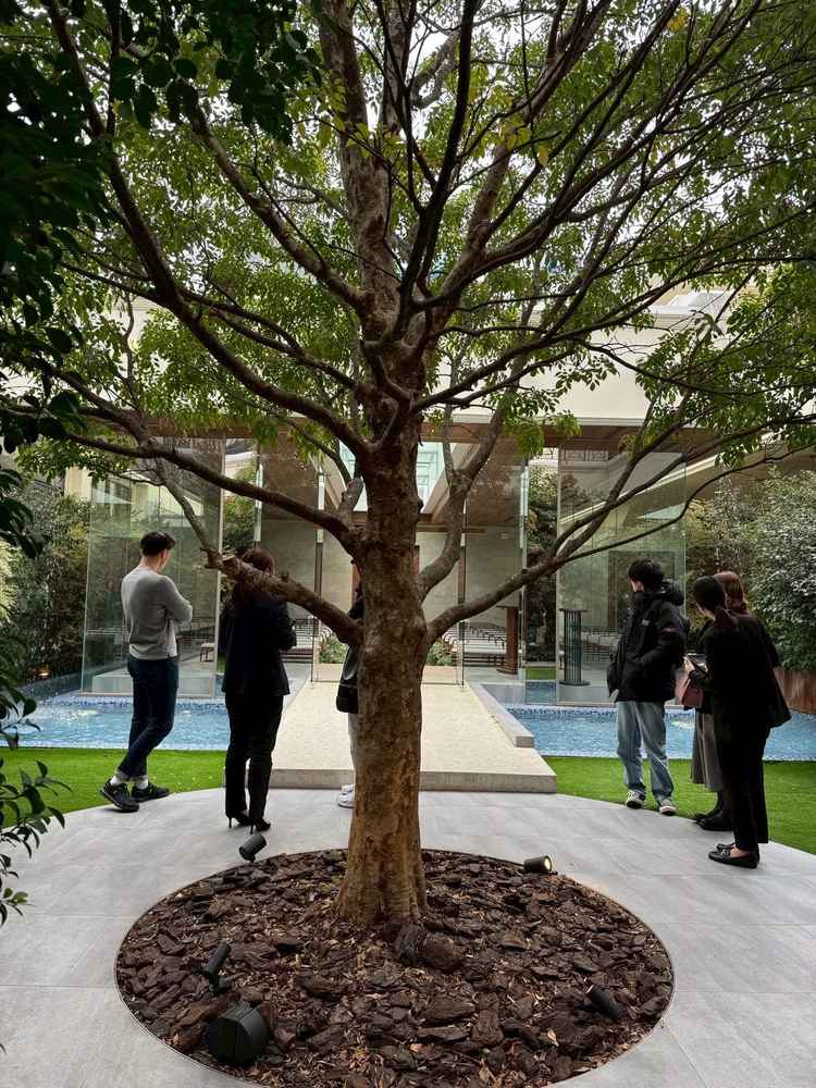 神秘的な木、すごくシンボルとなるような立派な木だった。見てて癒された。