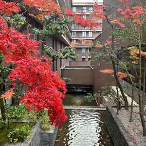 玄関左手には館内中庭に続く川が流れており、脇の紅葉が綺麗で写真スポットとしても使用できるようです