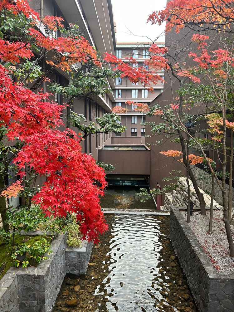 玄関左手には館内中庭に続く川が流れており、脇の紅葉が綺麗で写真スポットとしても使用できるようです