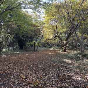 森挙式を行う際の実施場所写真　隣接の公園内にて実施