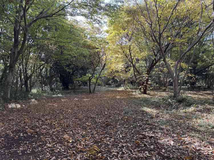 森挙式を行う際の実施場所写真　隣接の公園内にて実施