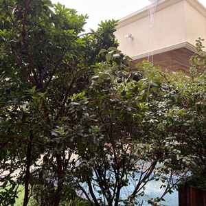 ガーデンに生える木は常緑樹であり、水が流れる音が聞こえる。