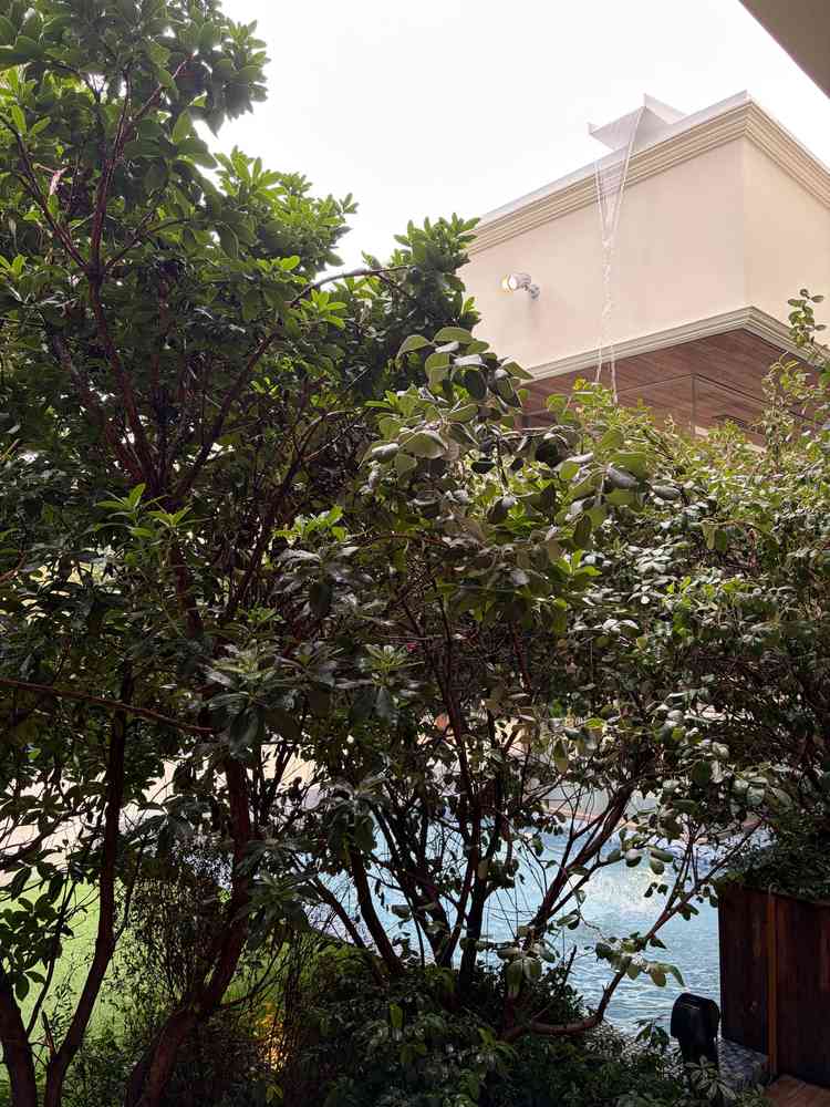 ガーデンに生える木は常緑樹であり、水が流れる音が聞こえる。