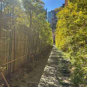 外のテラスまでの動線の竹です。季節関係なく綺麗で、写真写りもよく、ゲスト受けが良さそうです。