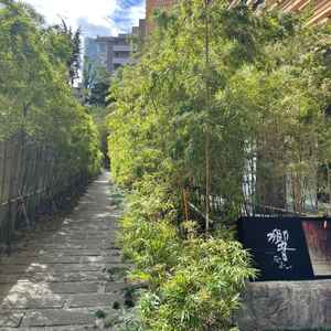 日が差してすごく綺麗な竹林。