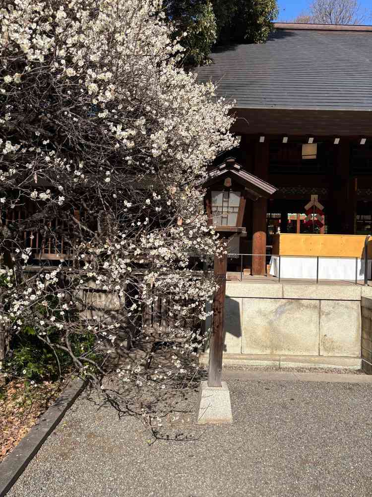 神殿入り口の梅