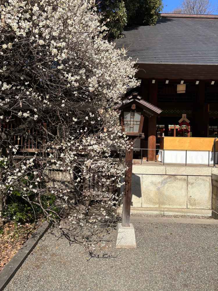 神殿入り口の梅