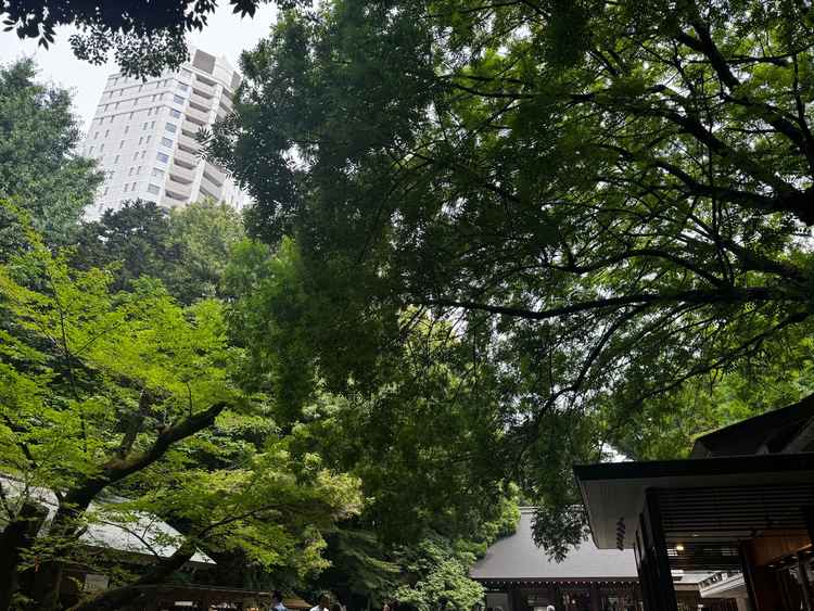 神社の木々　緑がいっぱいで寂しさを感じませんでした