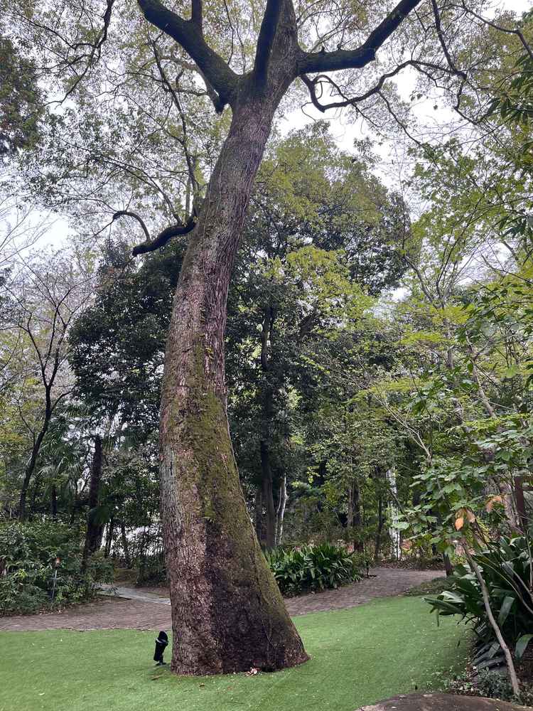 樹齢100年以上のシンボルツリー。結婚後の節目節目で訪れて家族で写真を撮らと聞き素敵だと感じました。