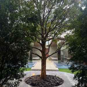 ガーデンテラス中央に大きな木が一本ありました。チャペルの背景になり雰囲気がとても良かったです。