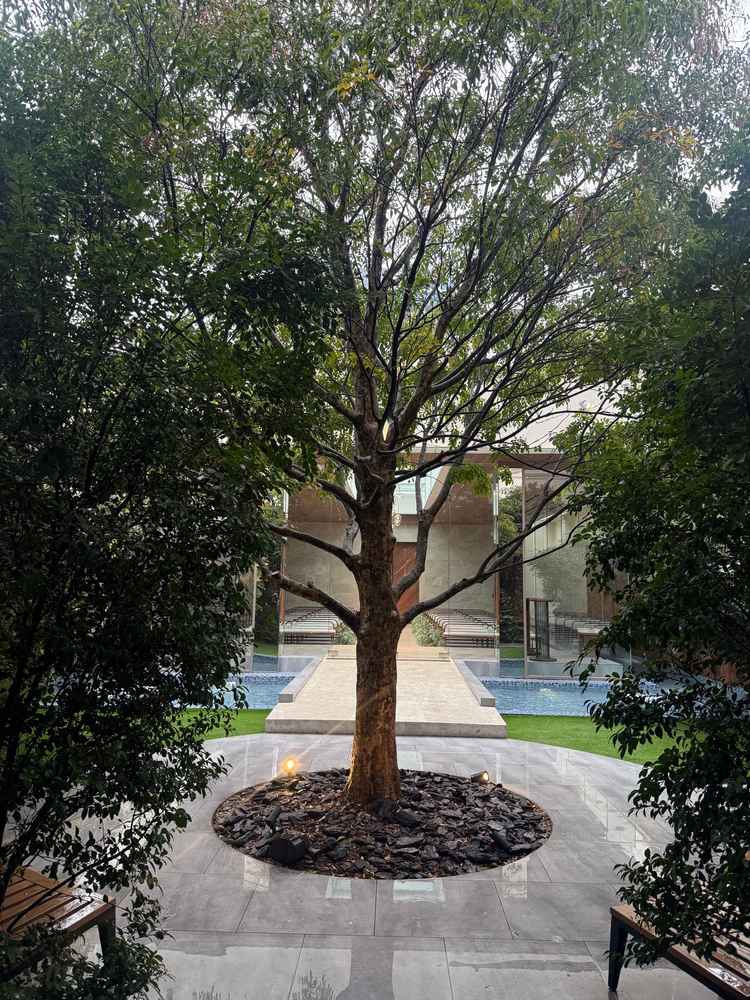 ガーデンテラス中央に大きな木が一本ありました。チャペルの背景になり雰囲気がとても良かったです。