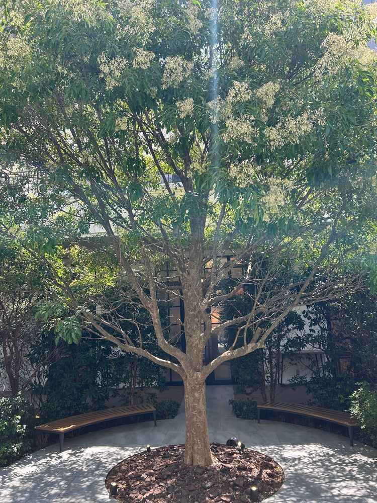 中庭にあるガーデン