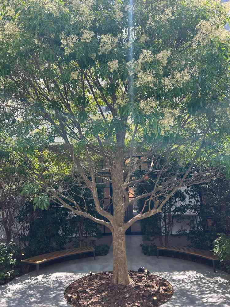 中庭にあるガーデン