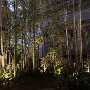 竹林は雰囲気があって素敵でした