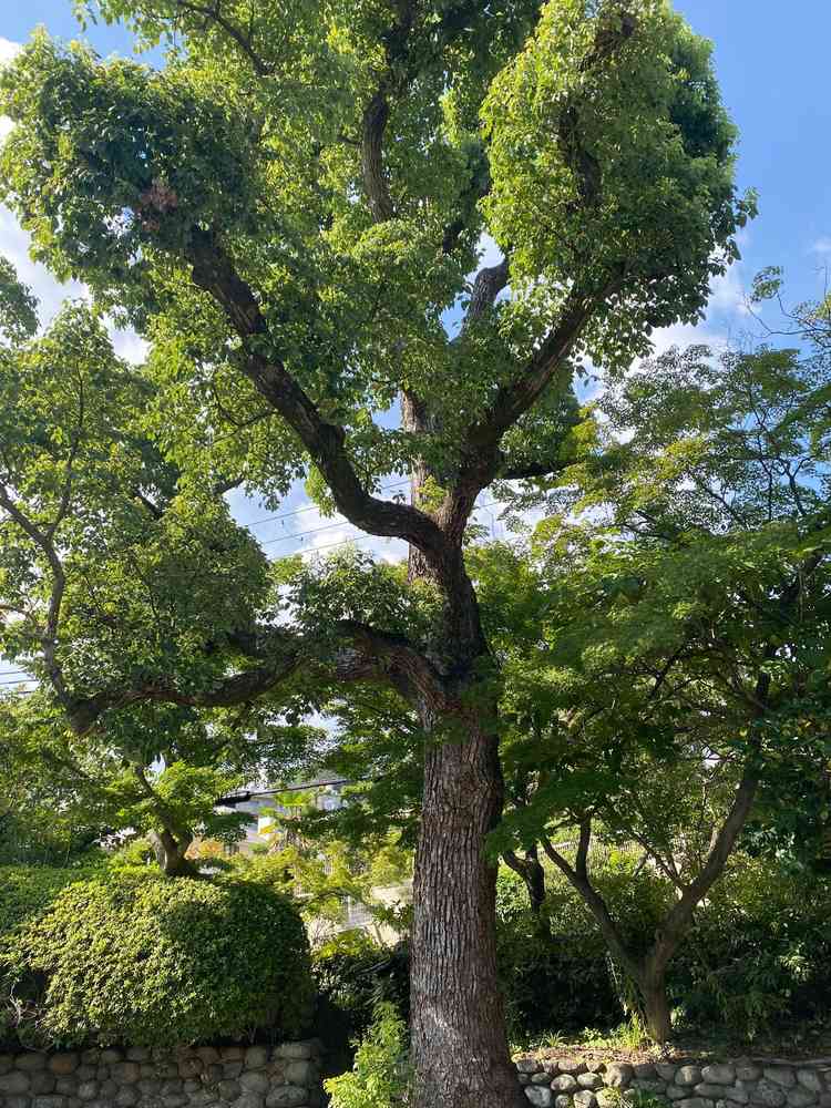 外の大きな木が重厚感があり印象的