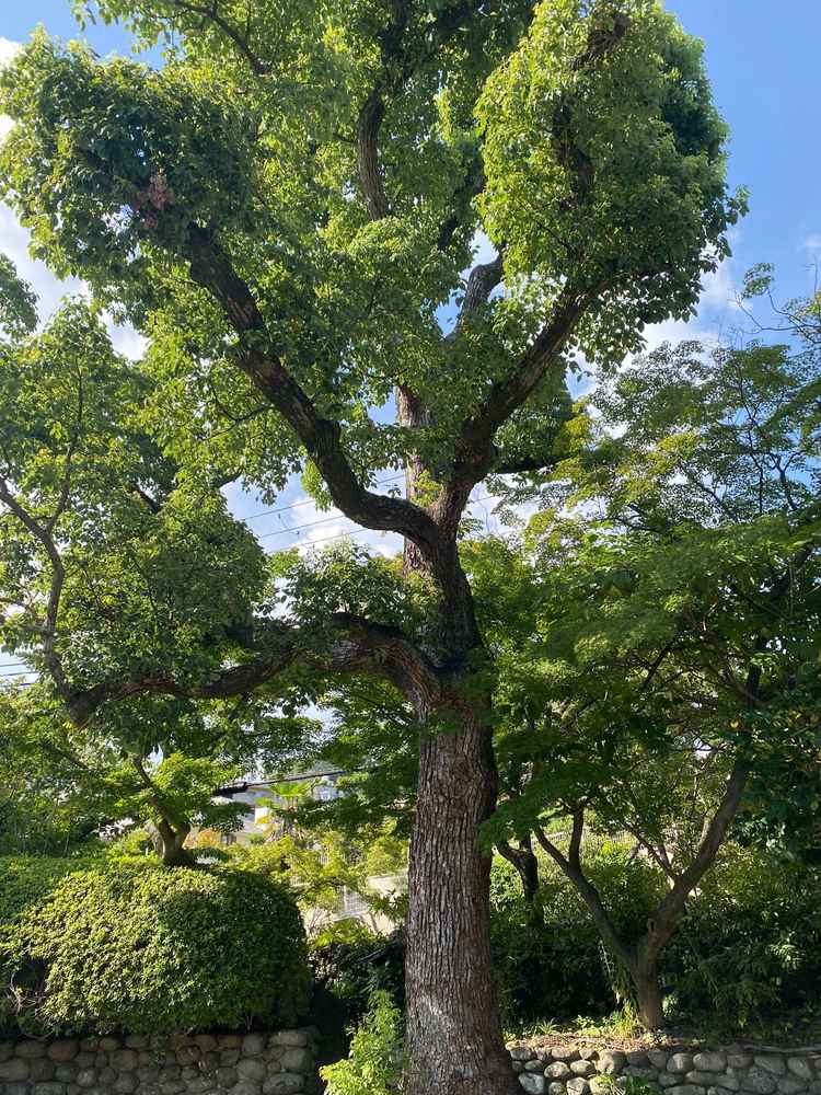 外の大きな木が重厚感があり印象的