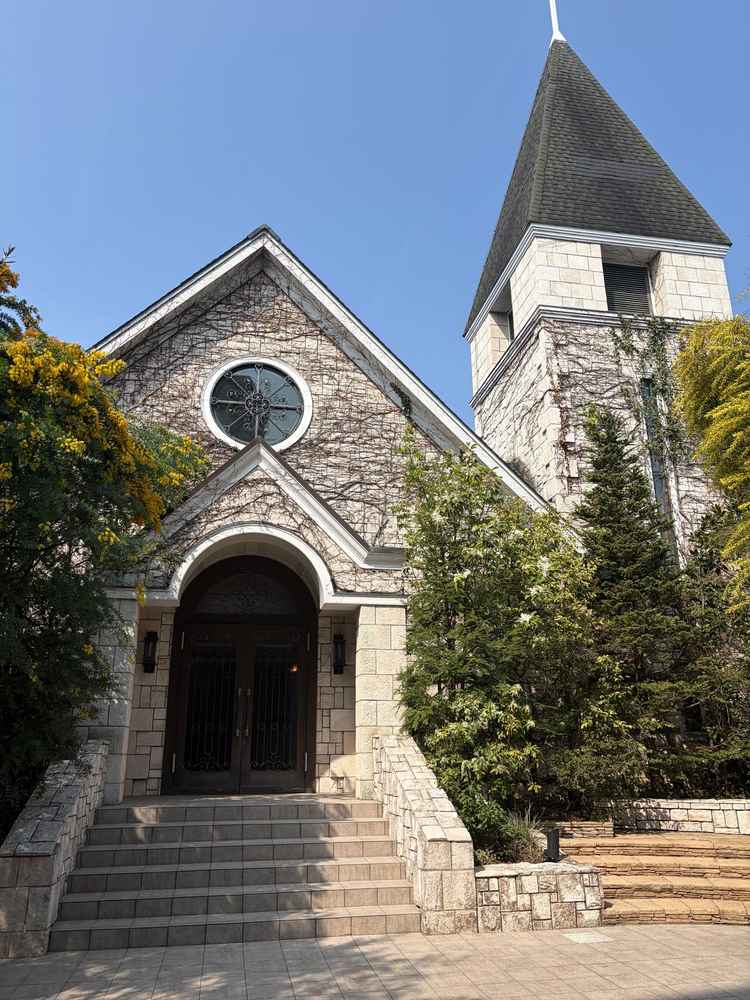 黄色いミモザの花がかわいい