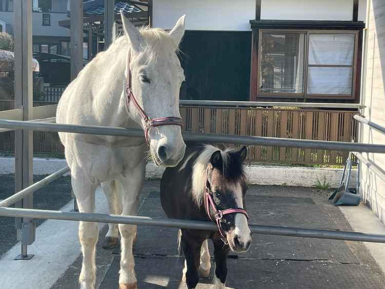 式場所有のお馬さん。