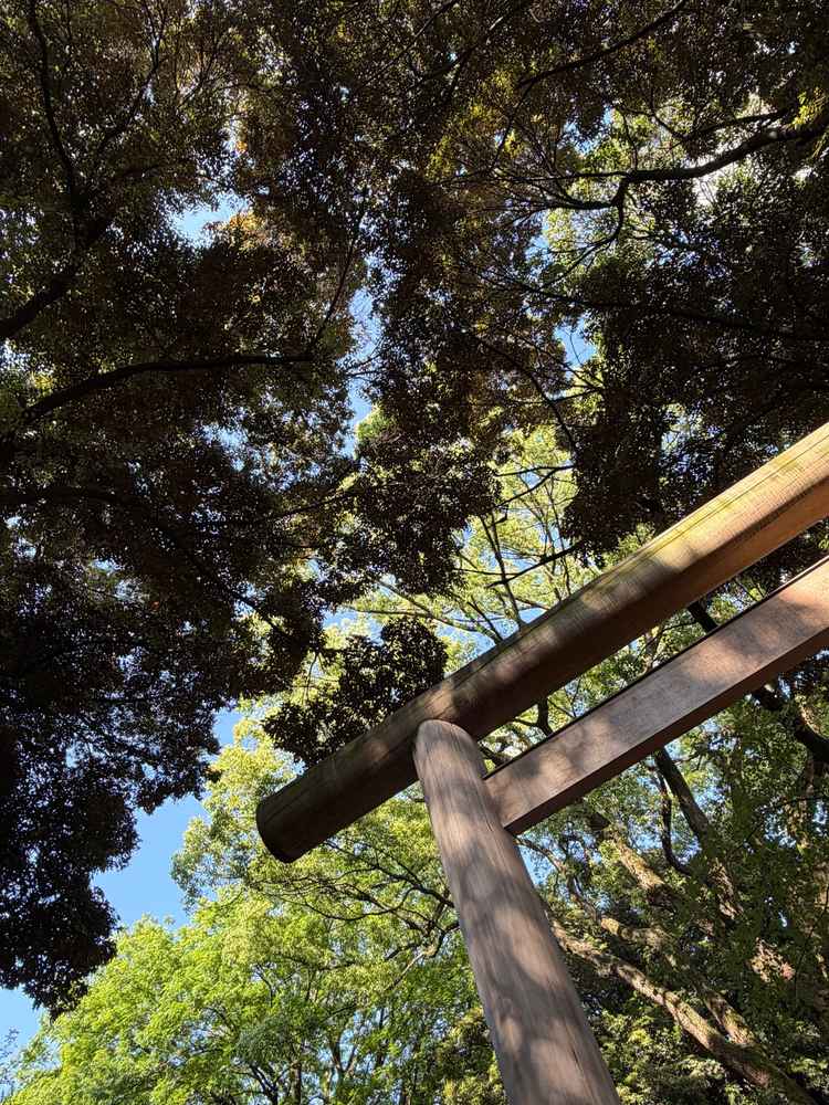 木漏れ日が心地よい