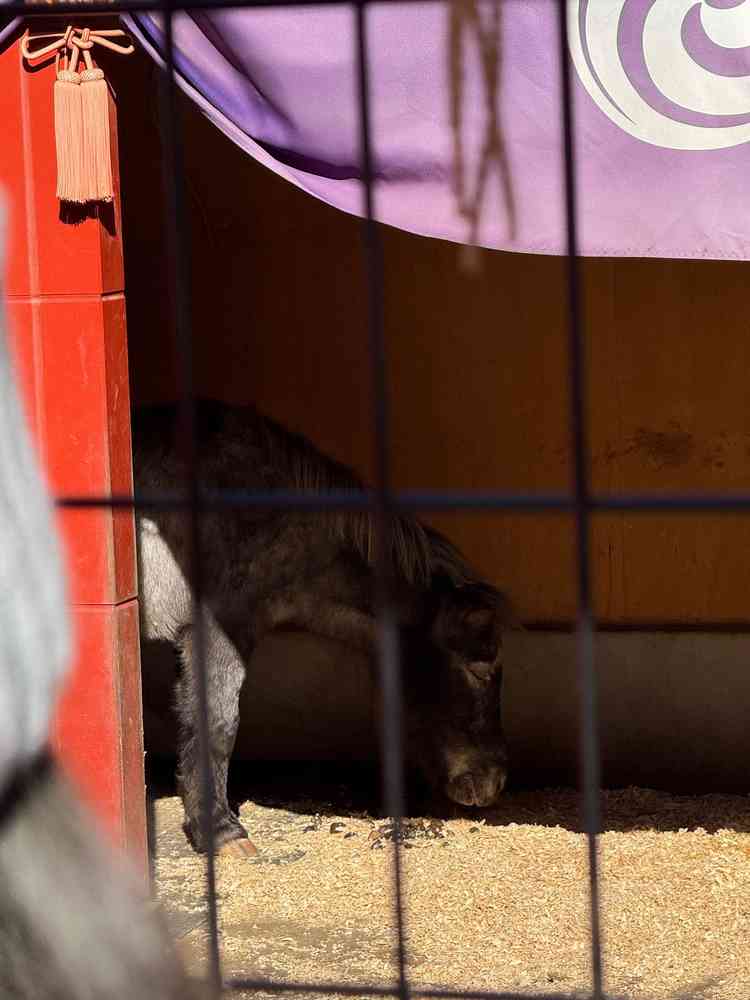 神馬のあかりさん。可愛い