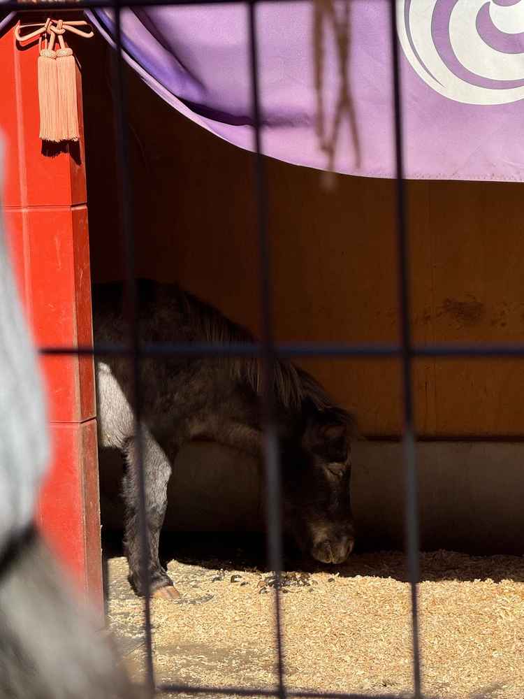 神馬のあかりさん。可愛い