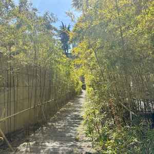 お店の前。こちらで写真を撮る方が多いそうです。2月なのでやや緑が少なか見えますが、写真映えします！