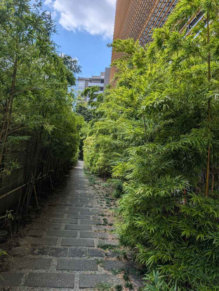 会場横の竹林