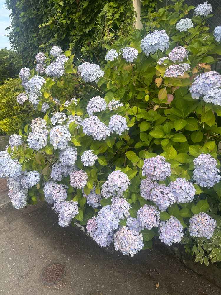 外にも綺麗な紫陽花が咲いていて外観もよかったです！好きな花だったのでより決め手になりました