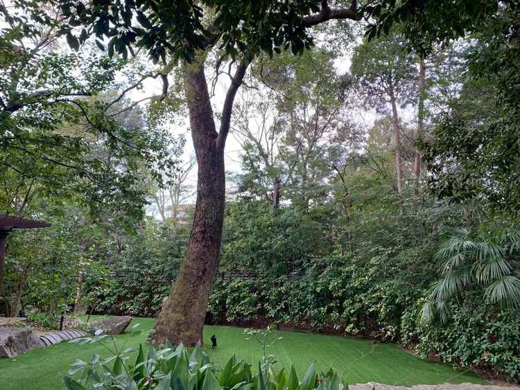 1月見学でも緑が濃い。常緑樹が多く季節問わずグリーン豊富で庭も広く演出なしでも成立し写真映え抜群