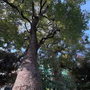 ガーデンには樹齢130年を超えるという大きなクスノキがあり、この木の前で式ができるそうです。