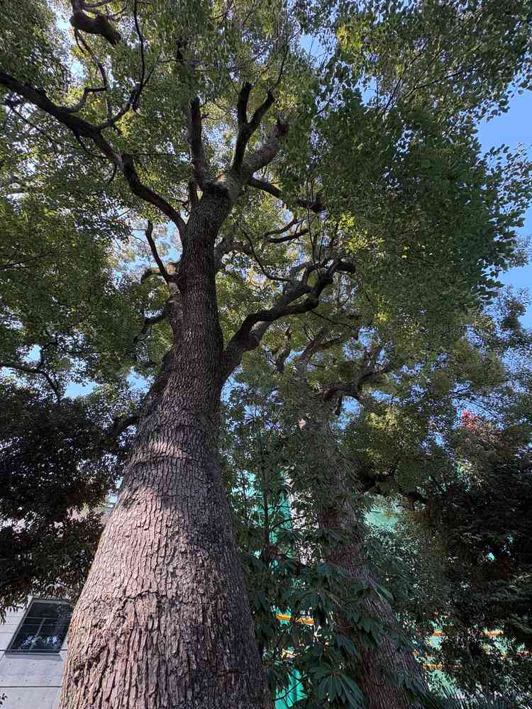 ガーデンには樹齢130年を超えるという大きなクスノキがあり、この木の前で式ができるそうです。