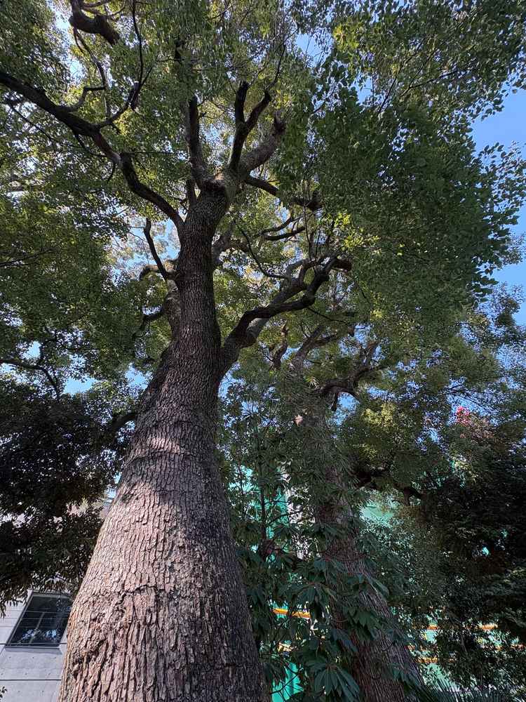 ガーデンには樹齢130年を超えるという大きなクスノキがあり、この木の前で式ができるそうです。