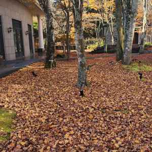 新緑ではなくても、どんな季節でも素敵に写りました。季節ならではの、結婚式が楽しめる点が魅力的でした！