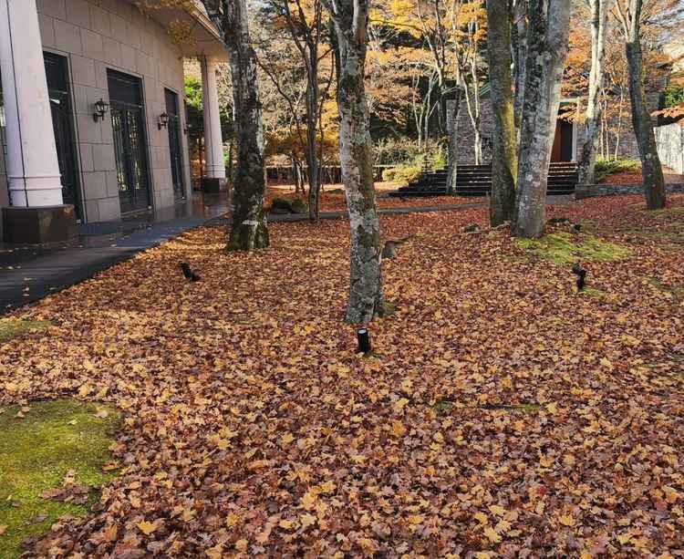 新緑ではなくても、どんな季節でも素敵に写りました。季節ならではの、結婚式が楽しめる点が魅力的でした！