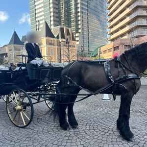 ホースセレモニーの馬は群馬から週末このために来ているとのこと。ブラックの馬車がかっこよかった。