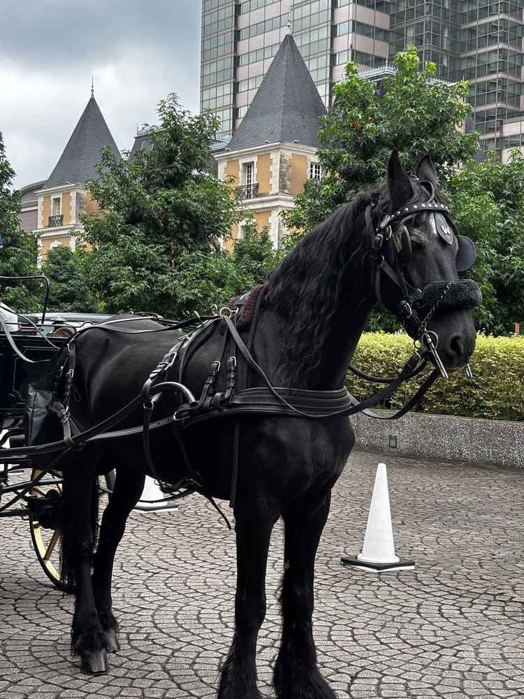 馬車に乗れる結婚式場は数少なく、特別感あります。お馬さんもイケメンで可愛くておとなしかったです。