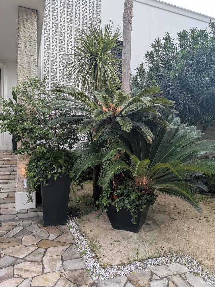 入口付近の植物の写真。至る所に植物あり、南国風であった。