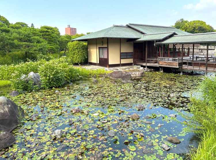 睡蓮の見える風景