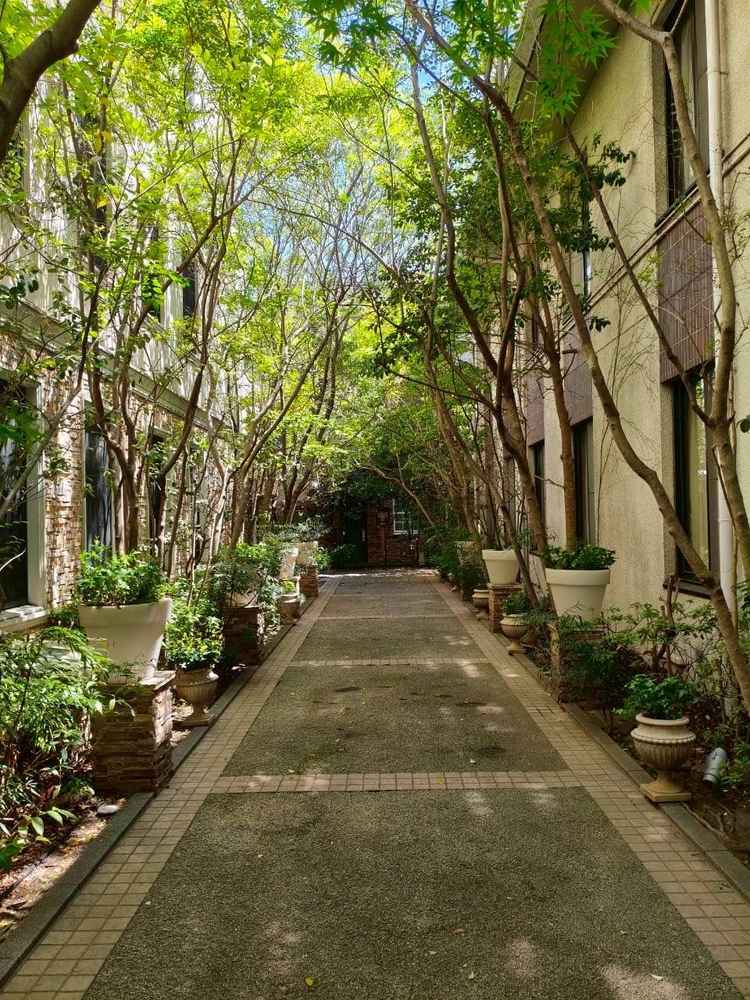 写真を撮るのにベストな自然光と緑の道