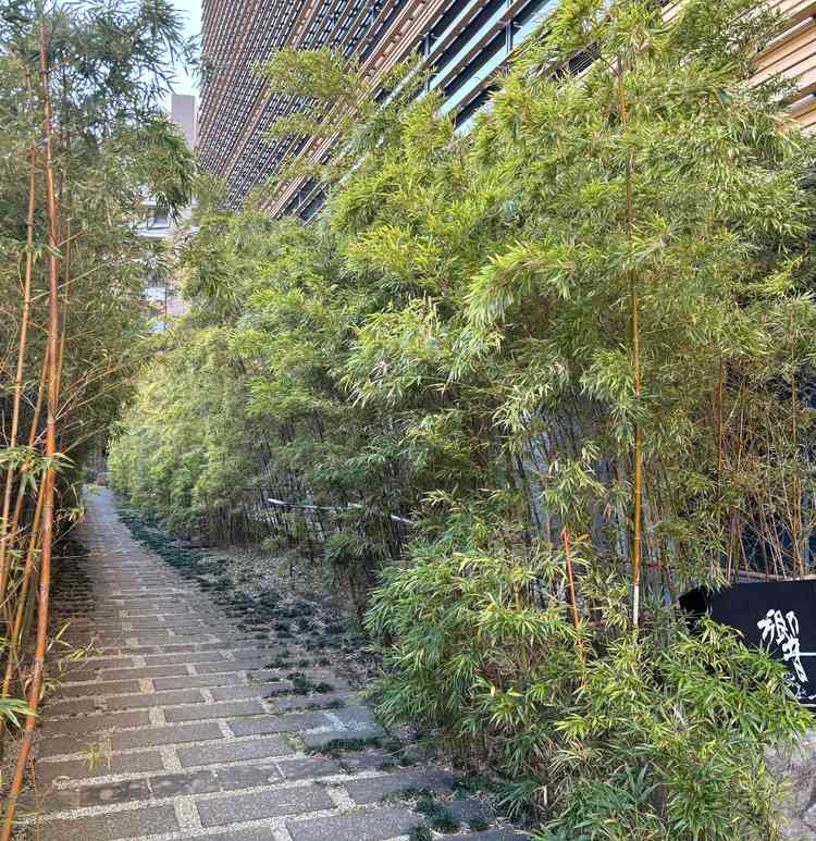 入り口近くに竹の道。