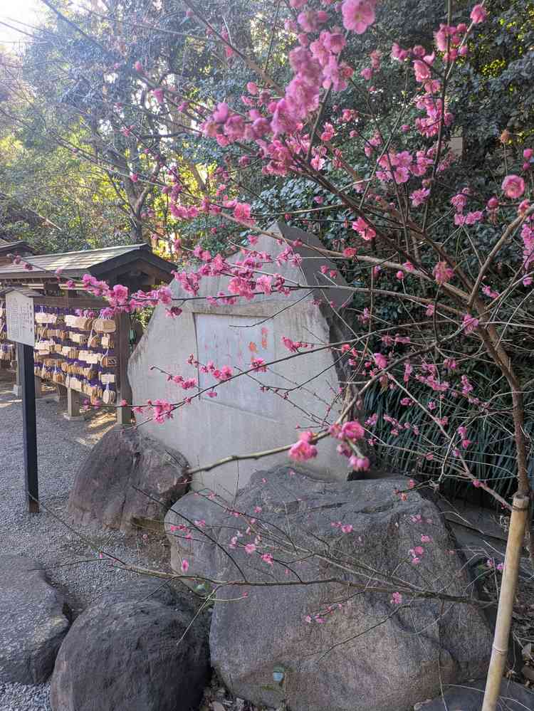 神社では梅の花が咲いていました。