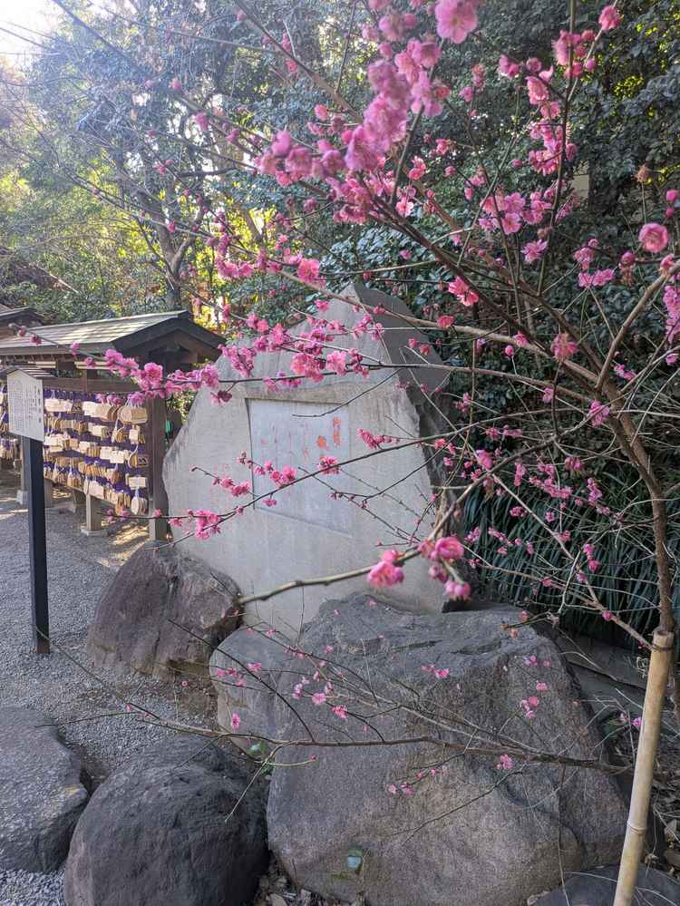 神社では梅の花が咲いていました。