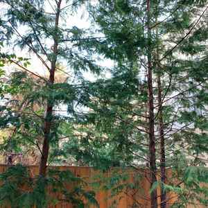 敷地内にあった植物