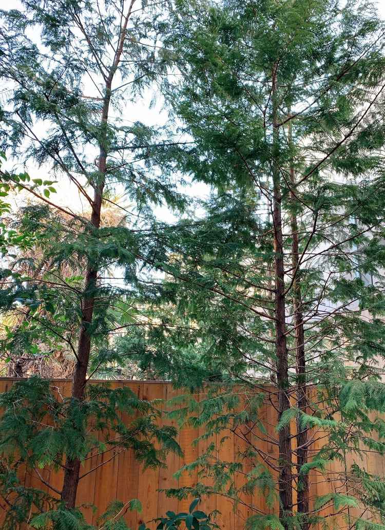 敷地内にあった植物