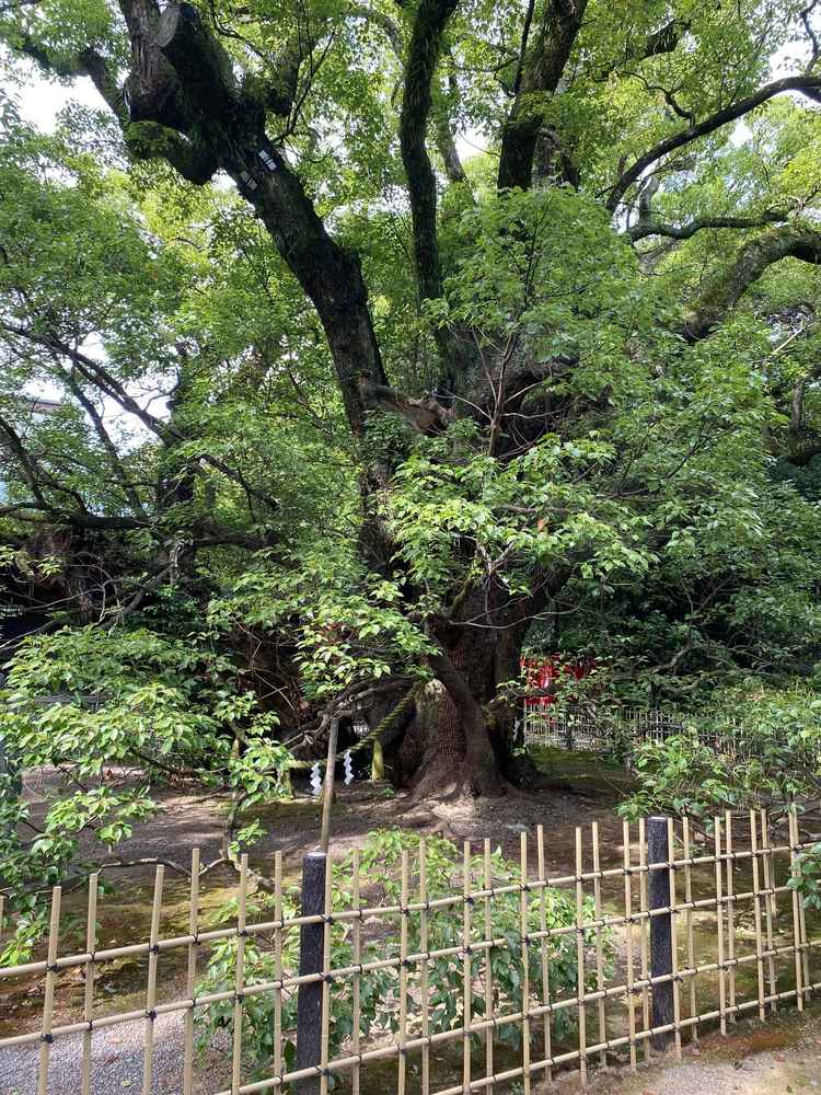 御神木も非常に大きくて美しいため、ここで写真を撮るのも素敵だと感じました。