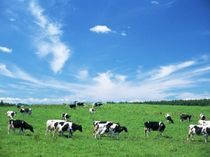 シェフがお贈りする 素材にまでこだわれた逸品