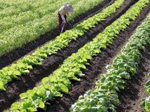 旨味と鮮度『田主丸のお野菜』