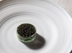 小さなシャーレに一口の幸せ