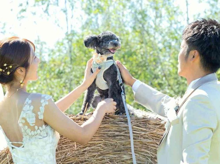 イルムの丘 セント・マーガレット教会 ペットの参列もOK。ウエルカムドッグとして活躍を。の画像2