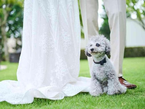 アーヴェリール迎賓館(高松) ペット全館OKの画像3